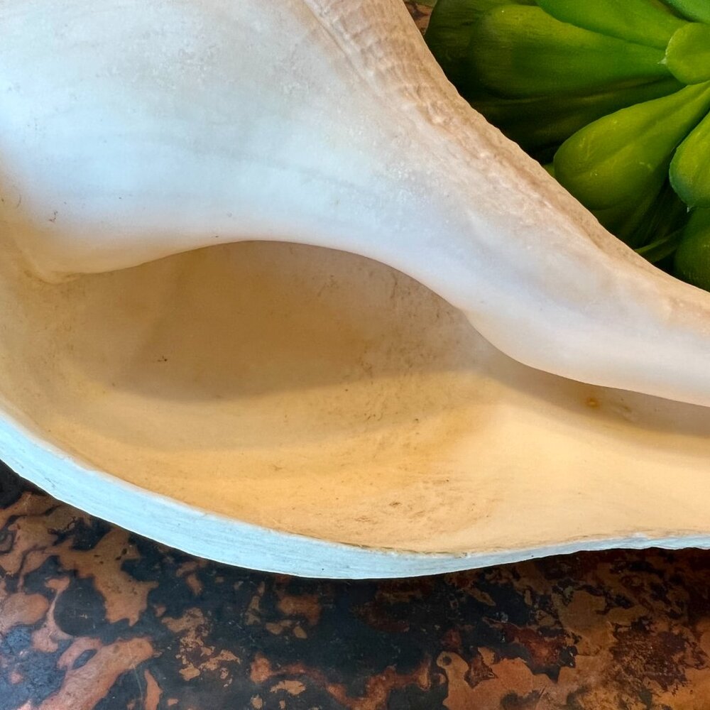 Large Natural & Beautiful Shell - Picture 6 of 8